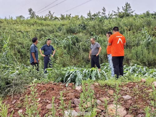 平安產(chǎn)險重慶分公司 綠色通道 科技防災 護航農(nóng)戶災后恢復
