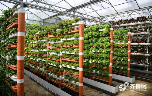 科技為農(nóng)業(yè)插上騰飛的翅膀——高端智庫(kù)看山東菜博會(huì)新技術(shù)與新品種百花齊放