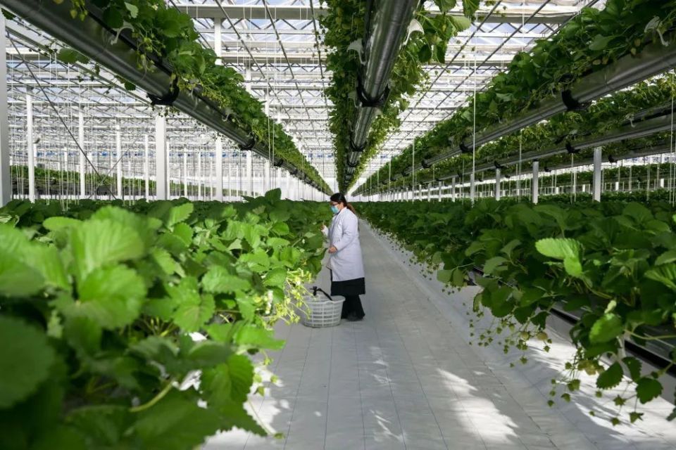 讓農(nóng)業(yè)科技成果應(yīng)用提質(zhì)增速 構(gòu)建高效農(nóng)業(yè)科技服務(wù)體系