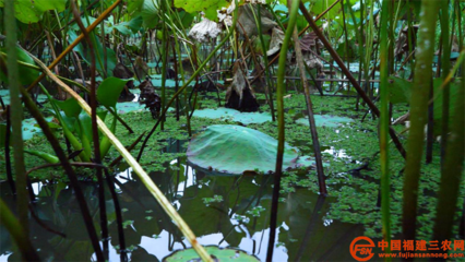 科技服務(wù)三農(nóng) | 典型案例 科技扶貧“巧”用勁，農(nóng)業(yè)科技服務(wù)顯神通